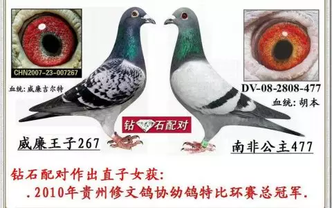 6、81年的雞與75年的龍婚配好嗎:年屬兔男和屬相配嗎