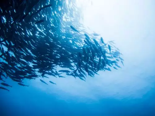 夢見好多魚死了又活了：夢見好多魚要死了,結果又活了