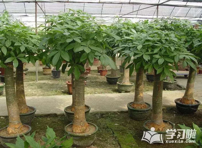 4、發財樹有哪幾種:發財樹有幾種，求圖片