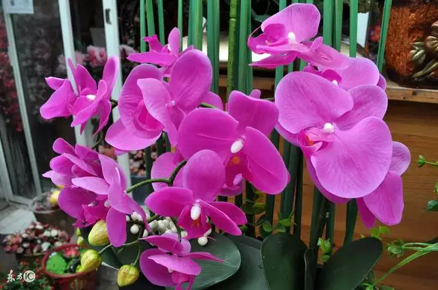 什麼樣的屬相適合養什麼花：十二生肖適合養什麼花