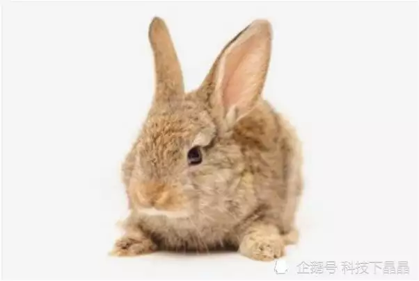 3、女虎男兔年幾月幾日結婚女虎98年五月二十五 男兔99年二月二十七年幾月結