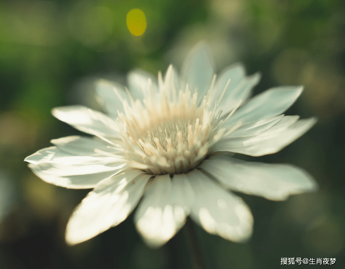 3、屬猴女人的桃花運都是誰:今年屬猴的有桃花運嗎？