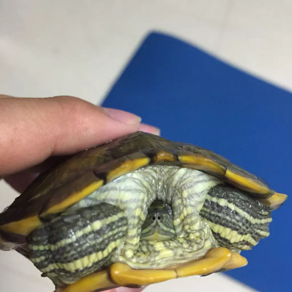 烏龜死了埋在自家院子里：我家的烏龜死了，我埋到了花盆里，這樣可以嗎？