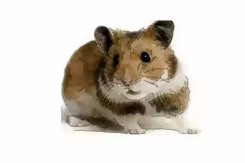 屬猴的和什麼屬相最不配：屬猴和什麼屬相最配？和什麼屬相最不配？