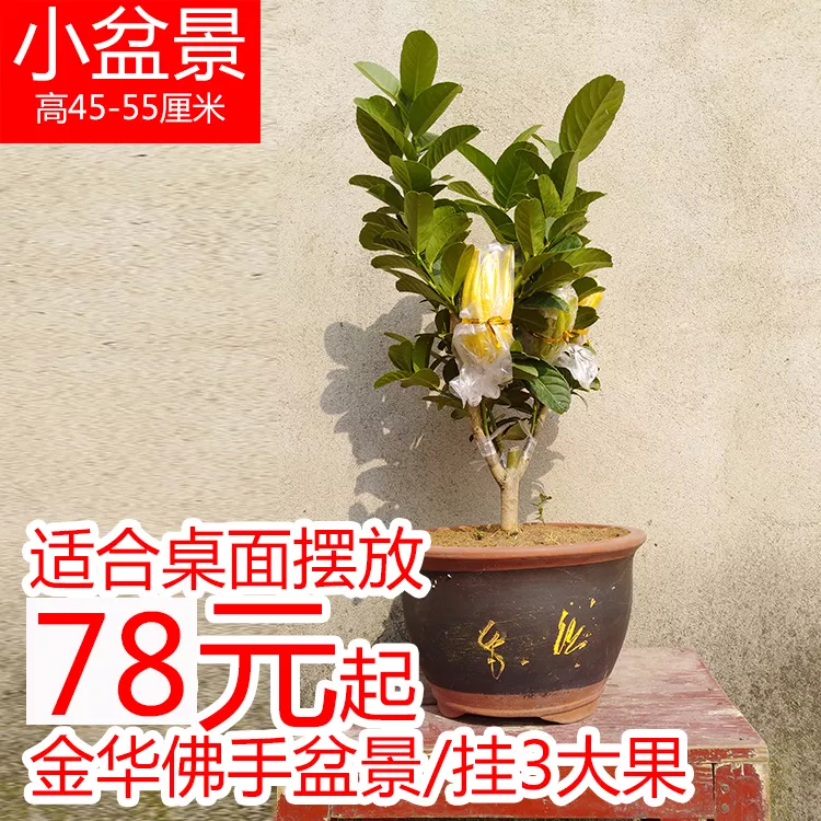 5、招財手樹怎麼能生根:手的種植的方法 樹手如何種植管理