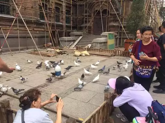 2、附近賣鴿子的地方:養大的鴿子有哪些地方可以收購！