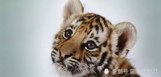 1、生肖虎男幸運数字:屬虎的幸運数字是什麼