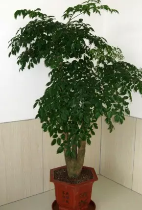 4、招財的花卉都有哪些:代表財運的花卉植物有哪些