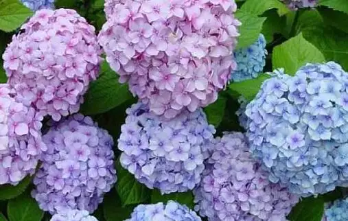 適合送什麼花好：送朋友什麼花比較合適？