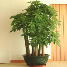 8、發財樹什麼樣的請提供圖片:求助，請看看我的發財樹怎麼了？