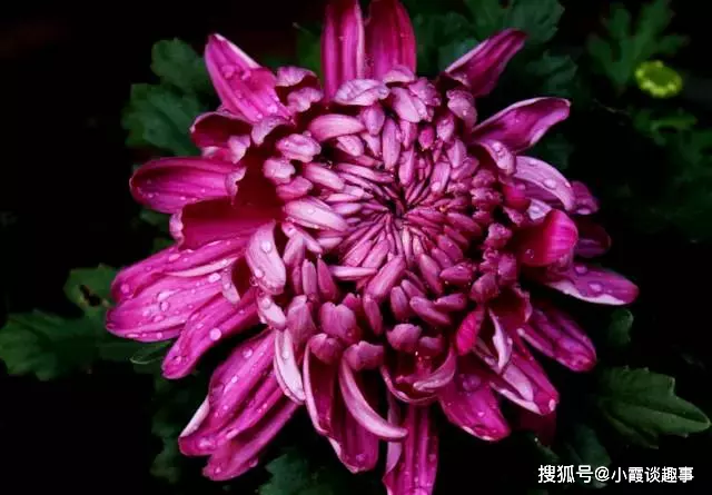 媳婦和婆婆是否屬相相衝：媳婦和婆婆的為什麼屬相不能一樣？