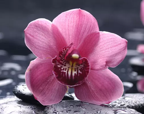 3、正緣桃花的查法:正緣桃花什麼意思