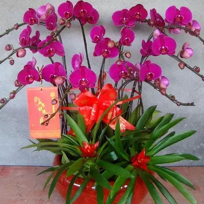 2、室內十花:室內風水養什麼花好