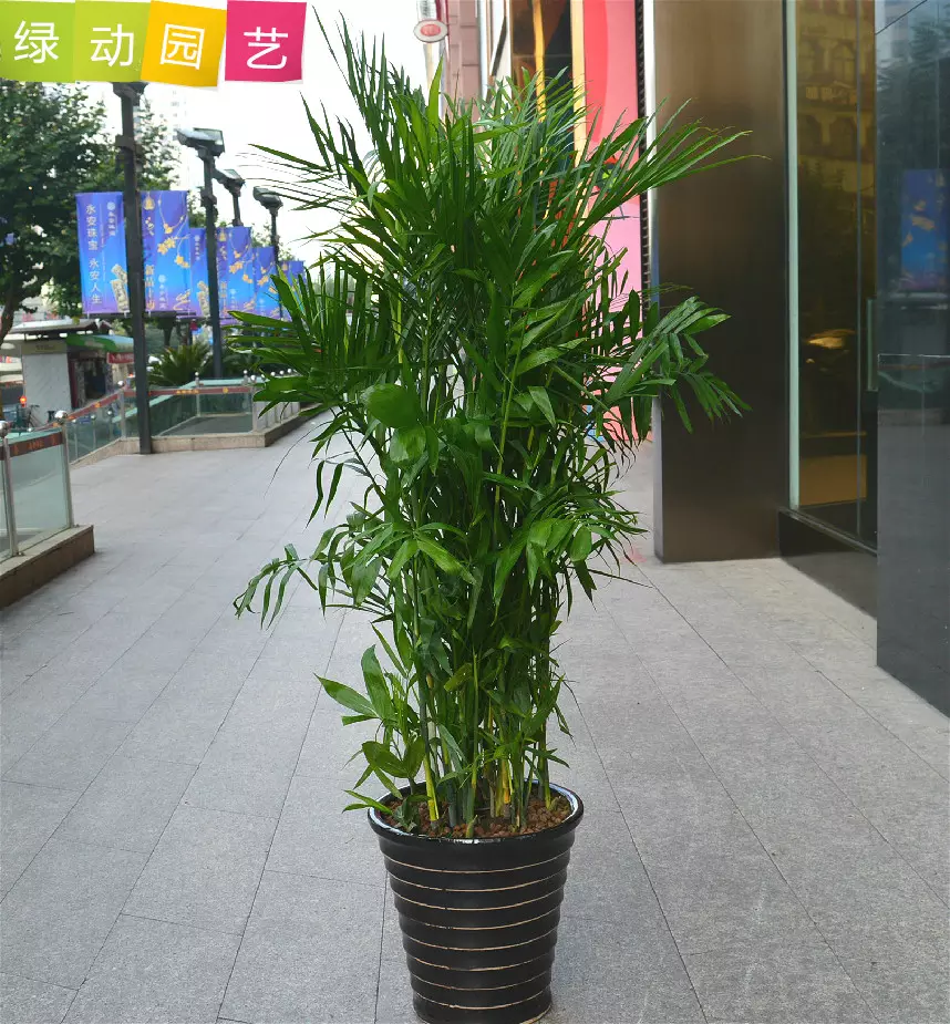 2、門店聚財的盆栽:門前種什麼植物容易聚財