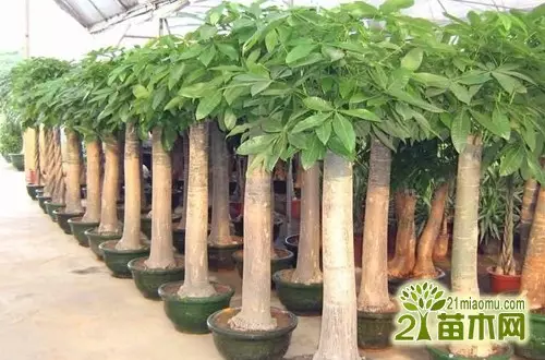 1、發財樹的造型修剪方法詳解:怎樣修剪髮財樹，發財樹的修剪方法