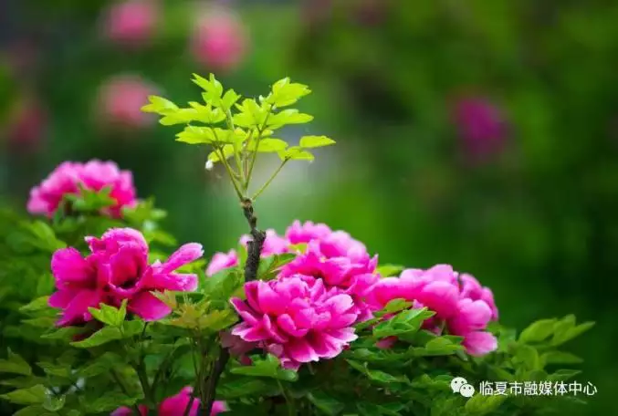 近在咫尺隔阻重重無緣對面不逢幾許相思一場動如參商西與東猜什麼生肖