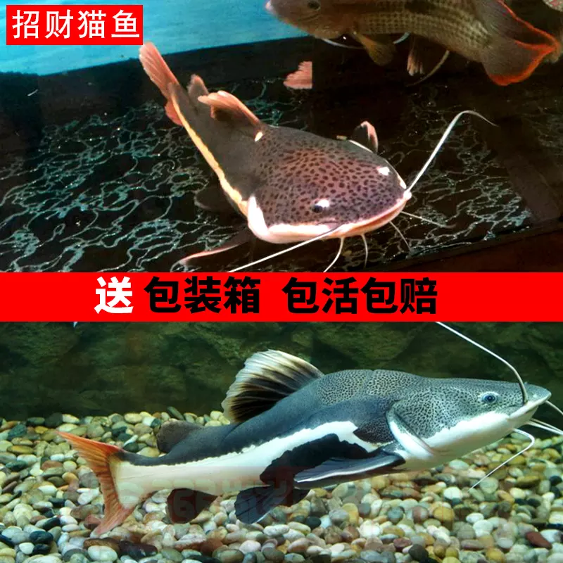 1、招財貓魚死前癥狀:我的招財貓怎麼會死