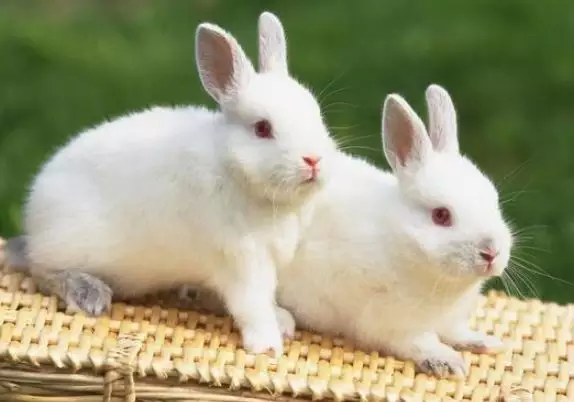 1、生肖兔一生的剋星是誰:兔的天敵是什麼動物？