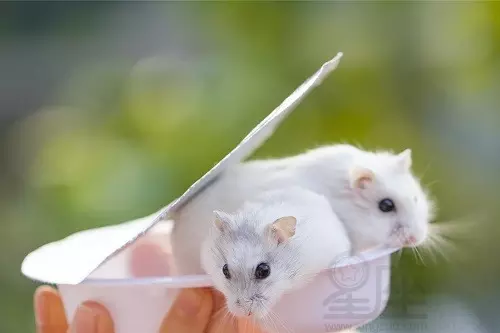 72年的鼠2021年的幸運色：2021年屬鼠的幸運色是什麼顏色