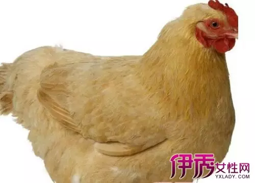男九三年屬雞和什麼屬相相配：93年屬雞的和什麼屬相最配最合適呢