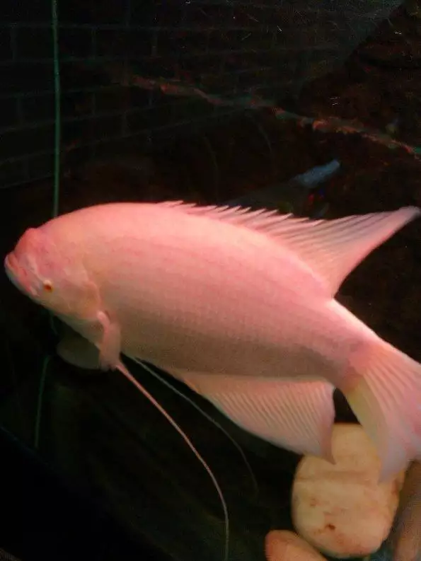 3、養招財魚要放鹽嗎:招財魚怎麼養