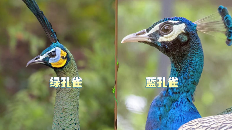 屬相雞可以用蘭字取名：屬雞的為啥不能 用日字旁？