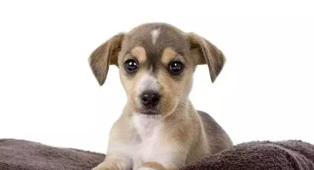 屬狗人與哪些屬相犯沖：兩個人屬相相衝有什麼解救的方法嗎（屬狗的
