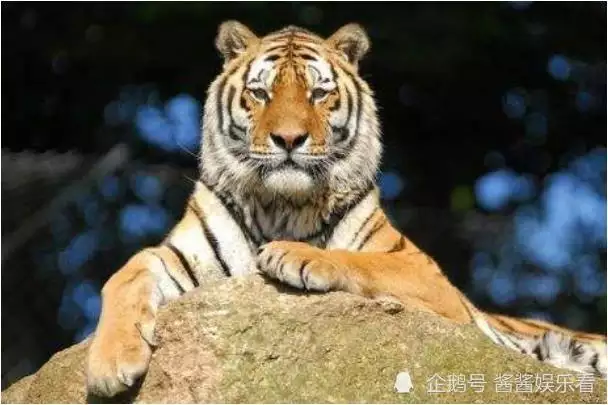 1、74年屬虎47歲有一劫:誰知道74年屬虎的人是什麼命人？