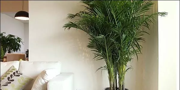 3、客廳種植什麼植物比較好:客廳適合養什麼大型點的植物