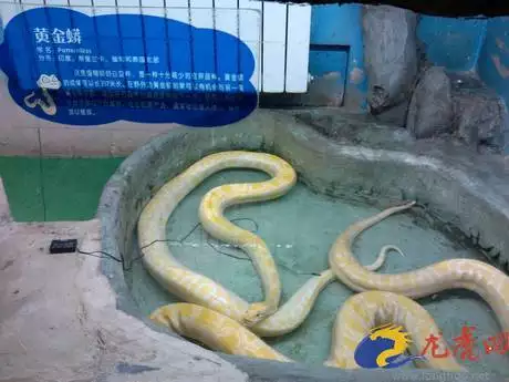 5、屬蛇女和屬虎男不能結為夫妻嗎？有什麼依據嗎？現實生活中有虎蛇夫妻嗎？真心求教!!!