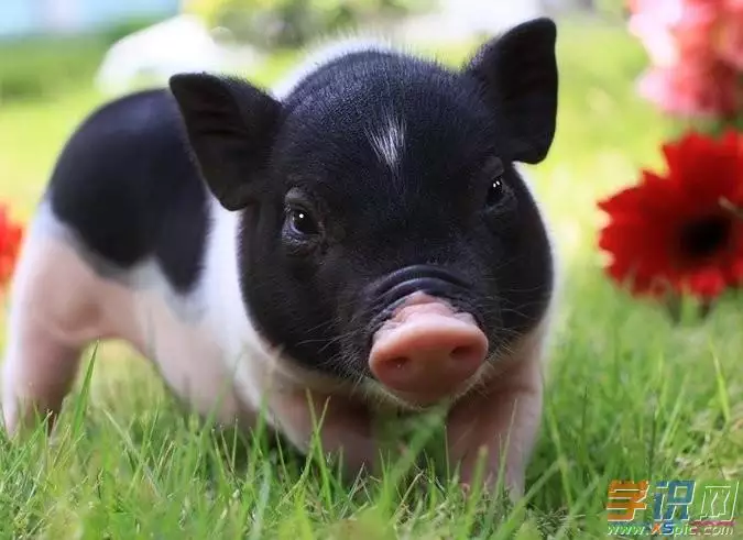 狗前豬后什麼屬相最好：豬后狗前兩不同。猜一生肖