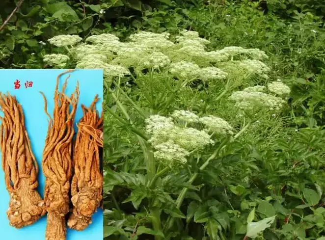 十二屬相當歸什麼意思：當歸的屬性是什麼？