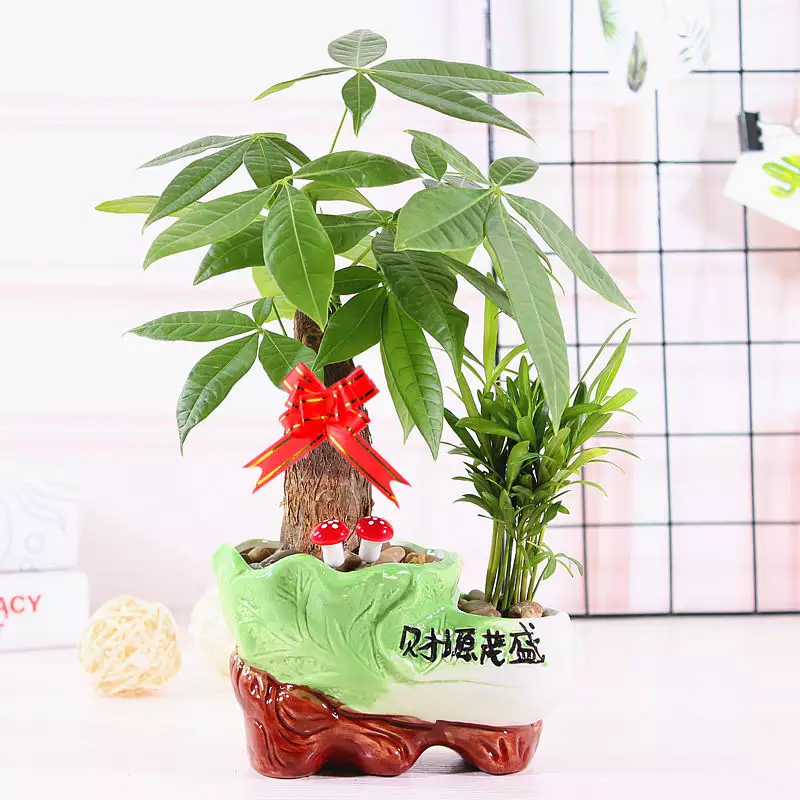 1、有個玄關櫃。。。上面放如意，中間放招財樹，下面放一對貔貅好嗎 或者怎麼放最好 2放魚好還是放龍龜好