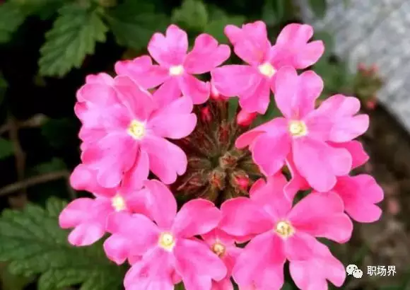 桃花最旺的幾月出生屬相：12生肖中，桃花運最旺的生肖，是哪3個？