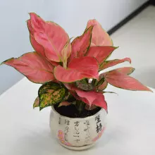 3、室內十花:室內擺什麼真花吉祥有風水又能除油漆