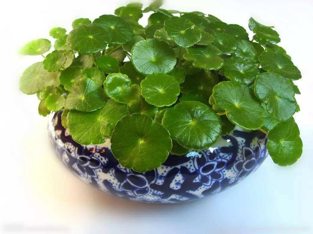 1、藥店放什麼植物招財:店裡放什麼花草旺財？