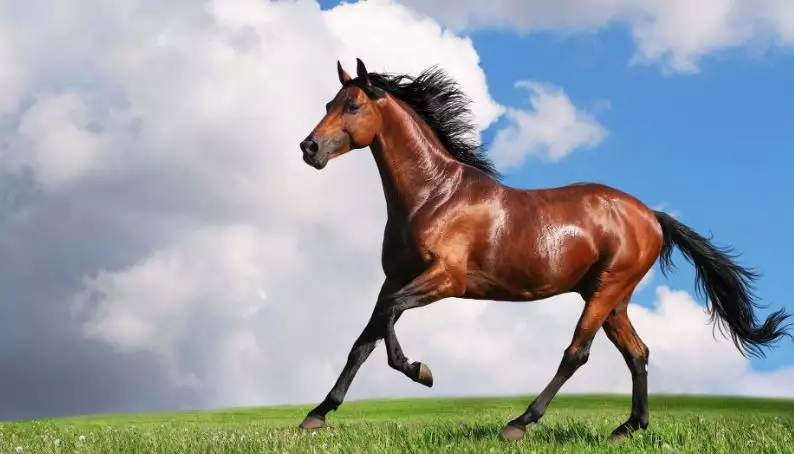 1、屬馬今年月份的運勢:九零年正月十一早晨六點出生的馬今年運勢如何?求詳解