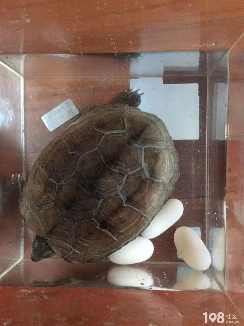 小烏龜去世了怎樣埋葬：小烏龜死了，用什麼方式埋葬比較好。