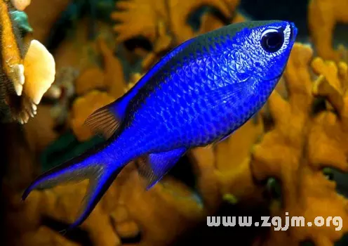 女人夢見活魚是什麼意思：夢到殺魚是什麼意思