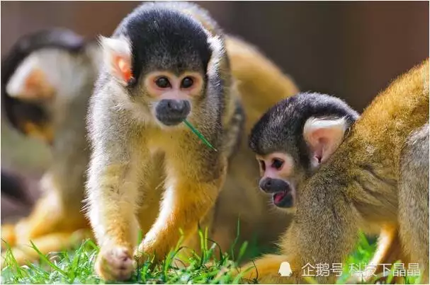 2、年屬猴和屬猴婚配嗎:屬猴和屬猴的能婚配嗎？