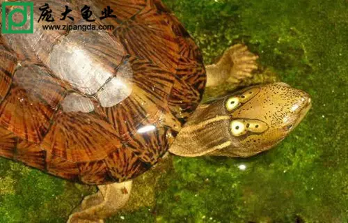 孕婦養烏龜會剋死胎兒嗎：家裡養了一年烏龜死了,會有什麼事發生嗎