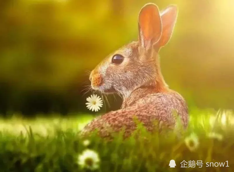 1、年屬兔運氣好不好:年對兔好不好
