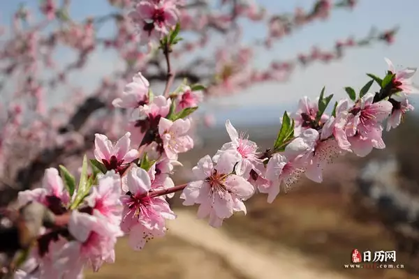 4月21日祝哪個屬相：年農曆4月21日生肖屬相