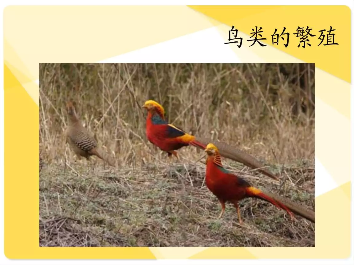 2、動物界婚配製度哪個更進化:想要在進化過程中更有優勢，動物的時間應該長還是短？