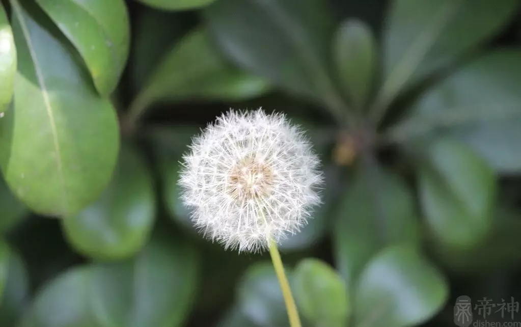 3、屬牛婚配和屬虎女合適嗎:年屬虎和屬牛女相配嗎