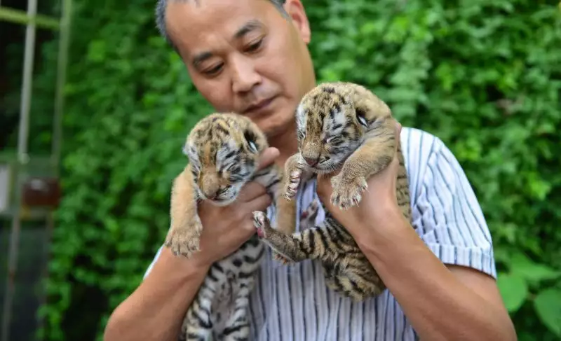 1、為什麼說虎年的寶寶不好:屬虎的孩子不好么？