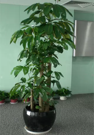 1、發財樹的栽培:怎樣栽培發財樹呢？發財樹的種植方法是什麼？