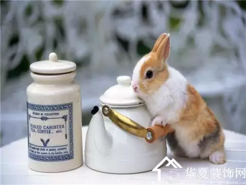 2、屬兔的年齡表年多大:屬兔年多大年齡