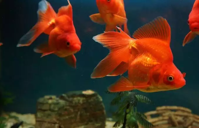 家裡養魚以誰的屬相養呢：家中養魚以誰的屬相為準呢