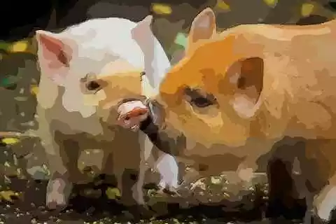 屬豬和屬雞適合生什麼屬相寶寶：老公屬雞，妻子屬豬適合生什麼屬相的寶寶？